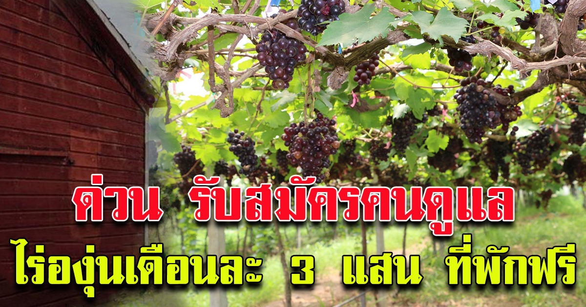 รับสมัครคนดูแลไร่องุ่น เงินเดือน 300,000 ฟรีที่พัก