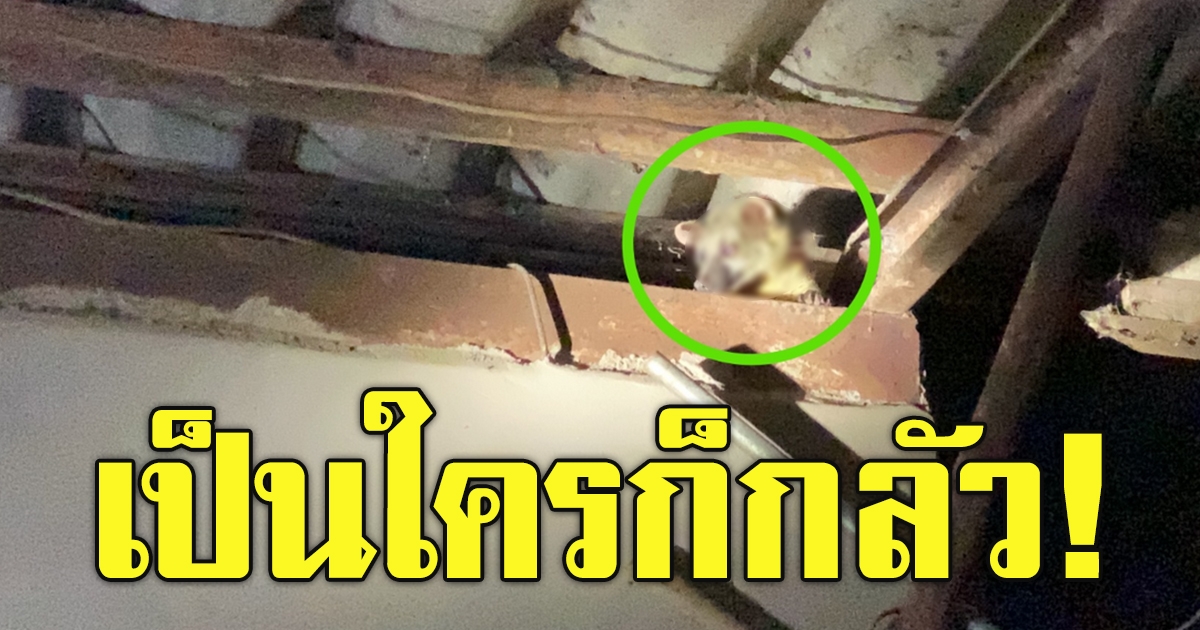 พ่อเฒ่าเจอสัตว์โผล่ใต้หลังคา