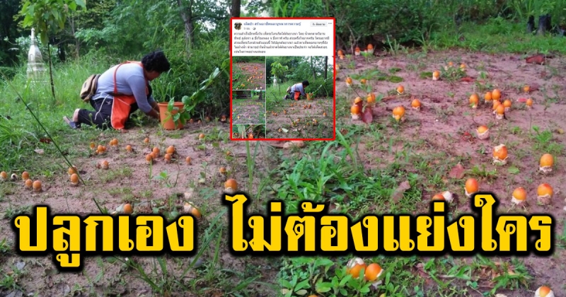 วิธี ปลูกเห็ดระโงก ทำด้วยตัวเองง่ายมาก