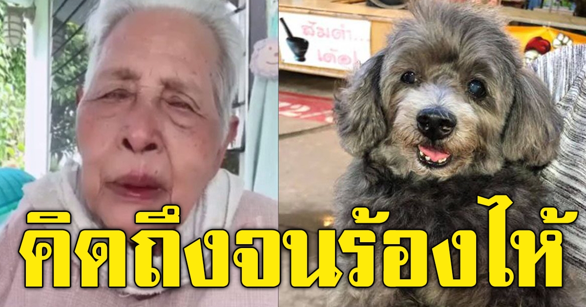 คุณยายตามหาสุนัข