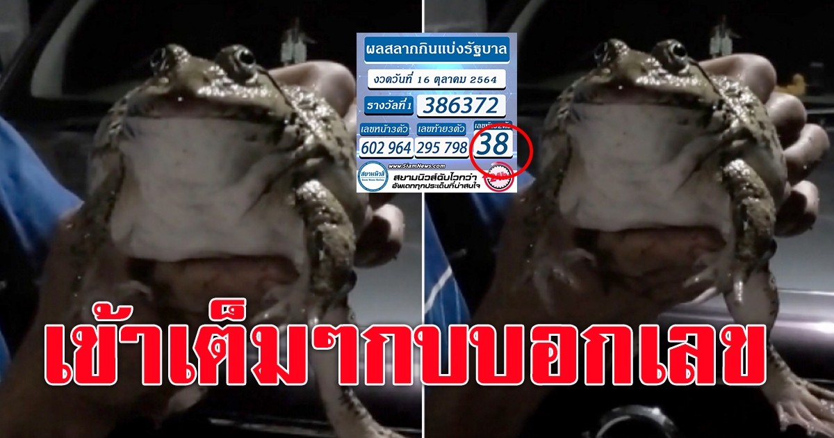 กบบอกเลข เข้าจริงๆ