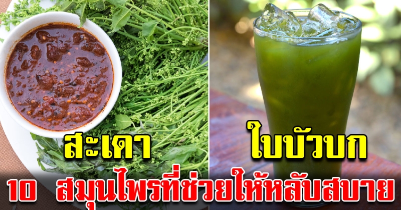 10 สมุนไพรช่วยให้นอนหลับสบาย