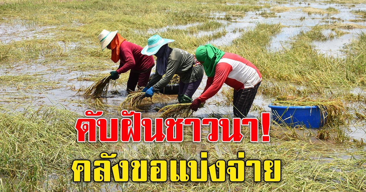 ดับฝันชาวนา ประกันรายได้เกษตรกร