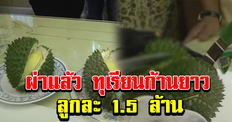 ผ่าแล้ว ทุเรียนก้านยาว ลูกละ 1.5 ล้าน กลิ่นหอมทั่วทั้งงาน