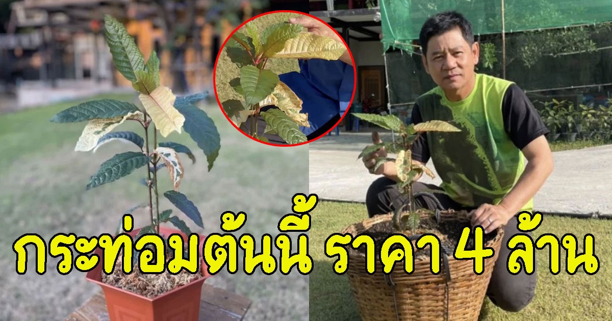 หนึ่งในล้าน ต้นกระท่อมพันธุ์ก้านแดงใบด่าง ต้นละ 4 ล้าน