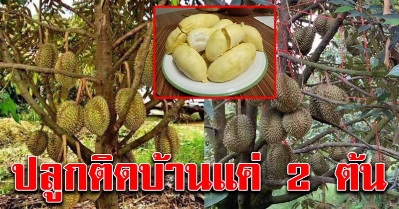 เทคนิคปลูกทุเรียนในบ้าน ได้ผลเร็ว ดกเต็มต้น