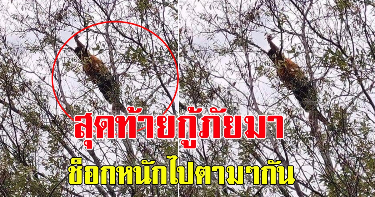 ชาวบ้านงง พบชายนอนบนต้นไม้สูงกว่า 10 เมตร