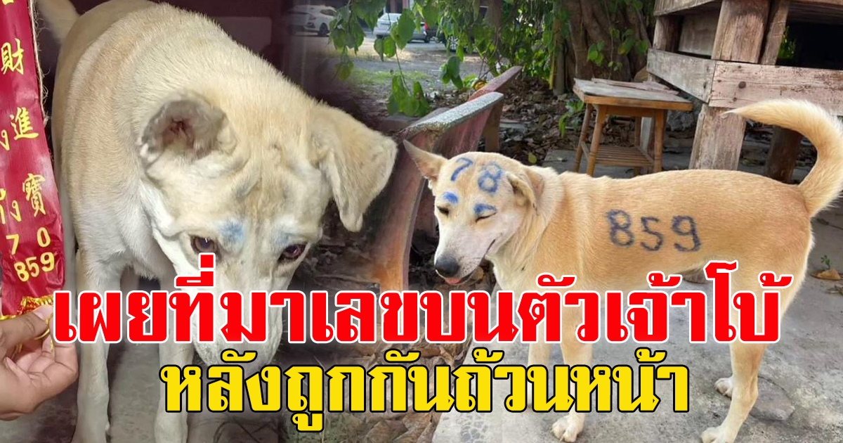 ฮือฮา ไวรัลเลข 859 บนตัวสุนัขวัด คนซื้อตามถูกกันถ้วนหน้า