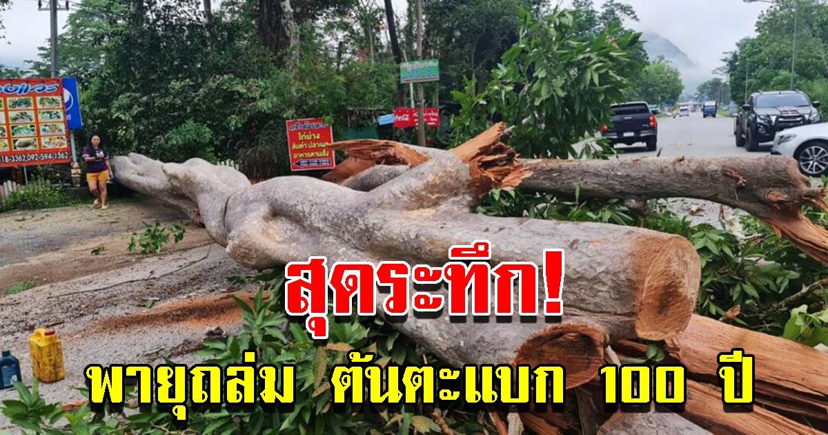 ต้นตะแบก100 ปี เจอพายุ ต้านไม่ไหวล้มขวางถนน