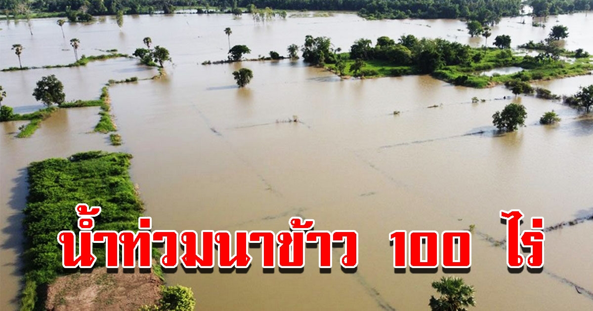 ชาวนาเผย เขื่อนปล่อยน้ำออก ท่วมนาข้าวกว่า 100 ไร่