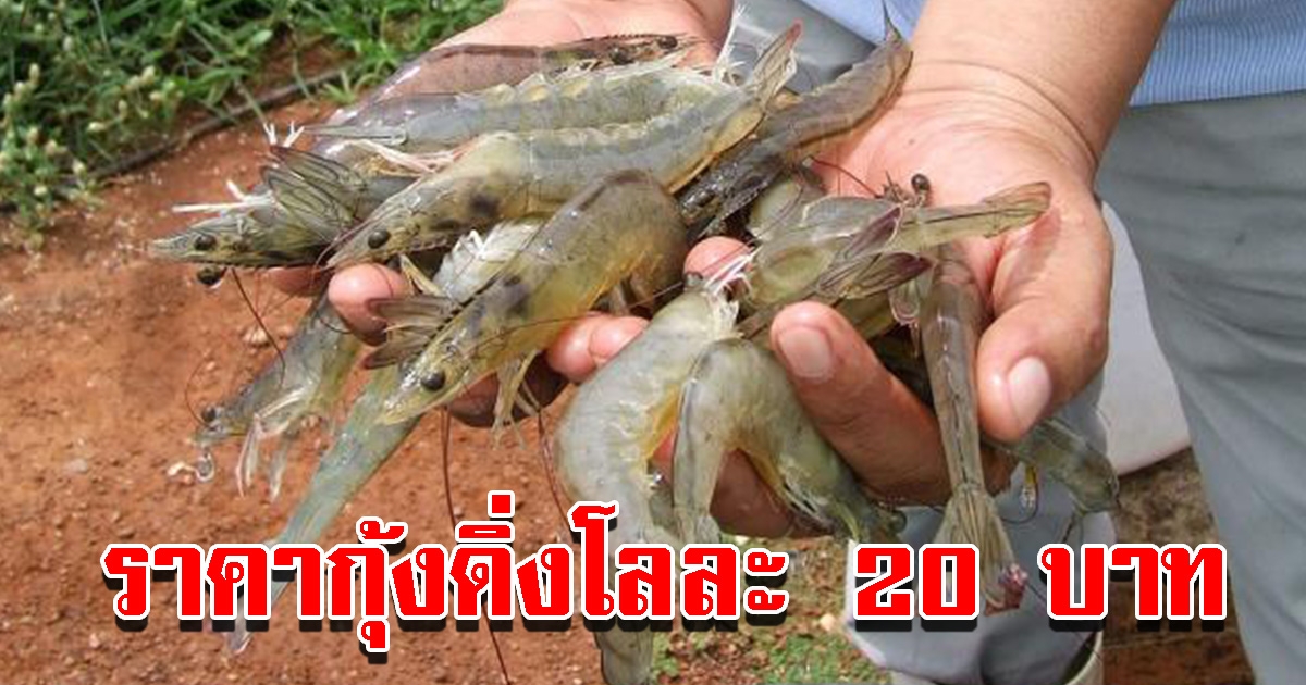 คนเลี้ยงกุ้ง ทุกข์หนัก ราคากุ้งดิ่งโลละ 20 บ. หลังมีมตินำเข้ากุ้งหมื่นตัน