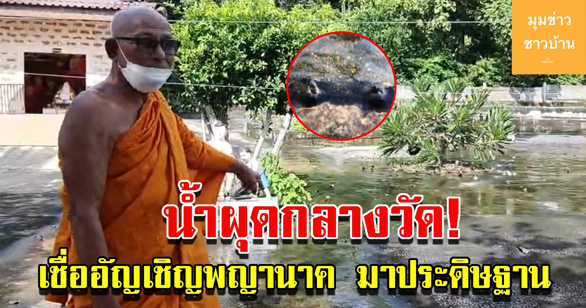 น้ำผุดกลางวัด หลังอัญเชิญพญานาคมาประดิษฐานในบ่อน้ำ