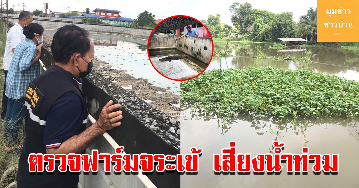 สำนักงานประมง ตรวจฟาร์มจระเข้เสี่ยงน้ำท่วม ป้องกันการหลุดจากฟาร์ม