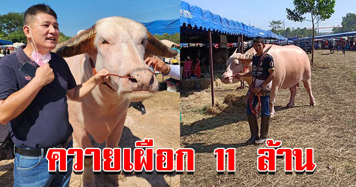 ควายเผือก ในงานประเพณีวิ่งควาย มูลค่าสูงกว่า 11 ล้าน