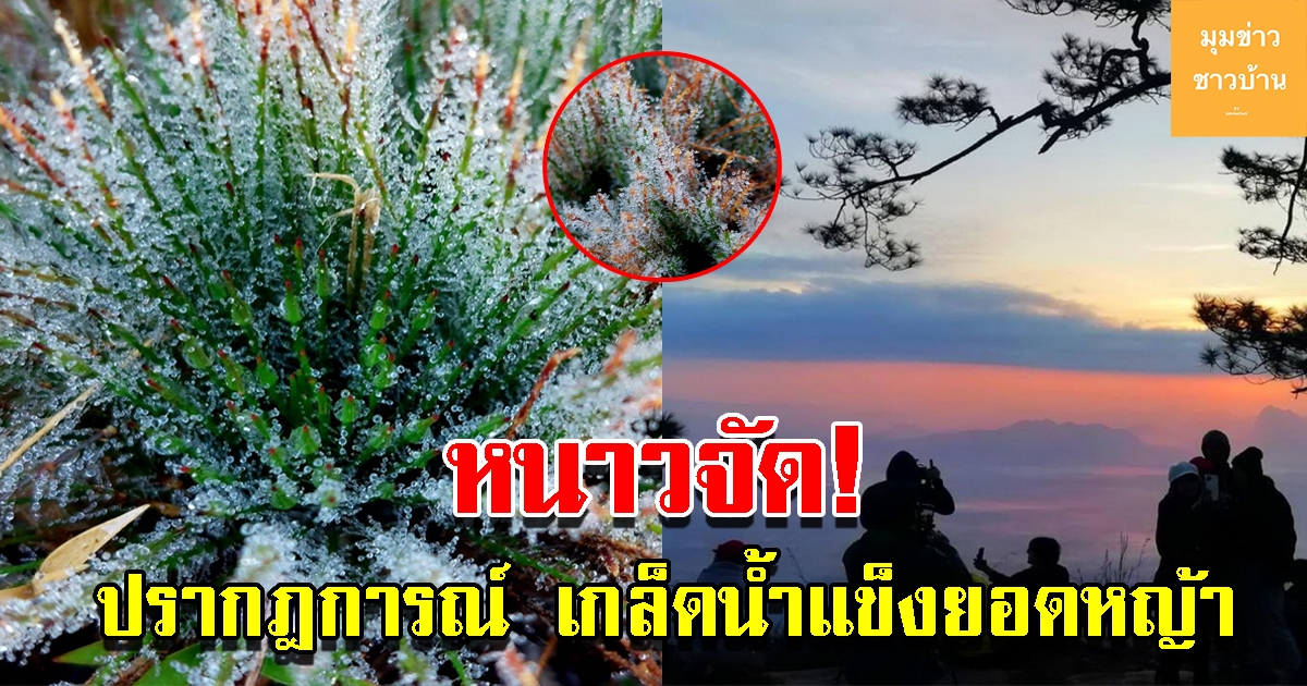 ภูกระดึงหนาวจัด เกิดน้ำค้างเกาะยอดหญ้า กลายเป็นเกล็ดน้ำแข็ง