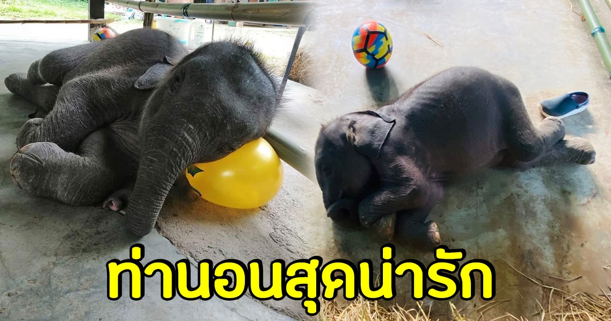 เปิดภาพสุดน่ารัก น้องตุลา ลูกช้างป่าพลัดหลง นอนหลับเหมือนเด็กน้อย