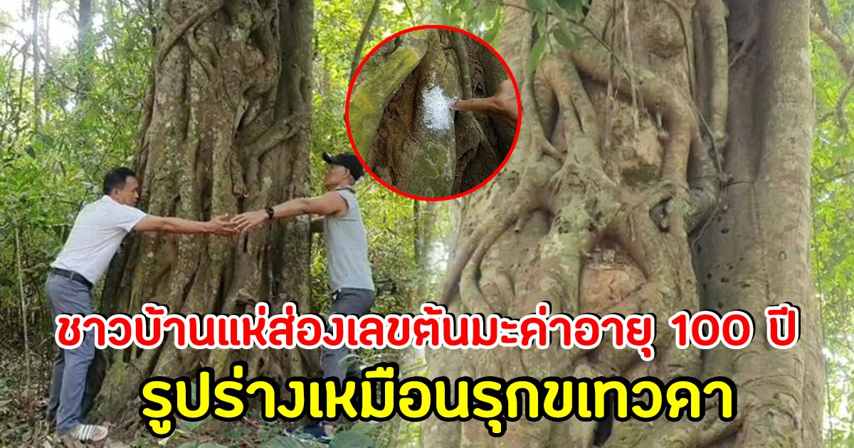 ชาวบ้าน แห่ส่องเลข ต้นมะค่ากินต้นมะค่า อายุกว่า 100 ปี