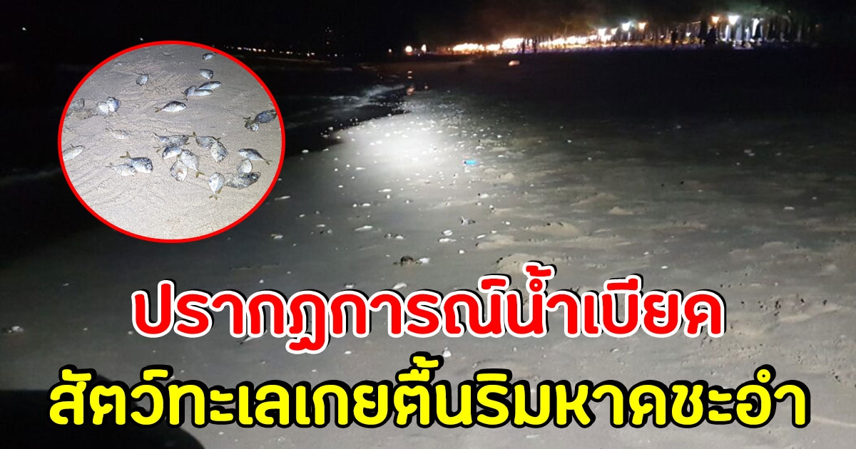 ฮือฮา หาดชะอำ เกิดปรากฏการณ์น้ำเบียด สัตว์ทะเลโผล่เกยตื้น ชาวบ้าน แห่จับกันเพียบ