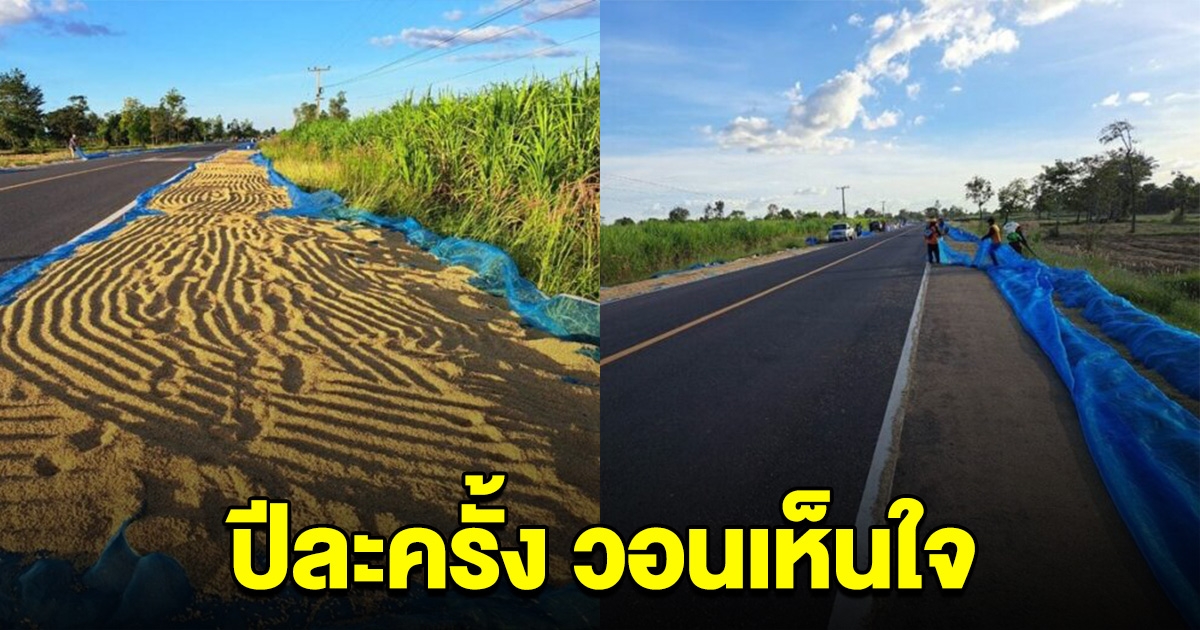 ขอปีละครั้ง ชาวนาที่บุรีรัมย์ วอนความเห็นใจ จำเป็นต้องตากข้าวบนถนน