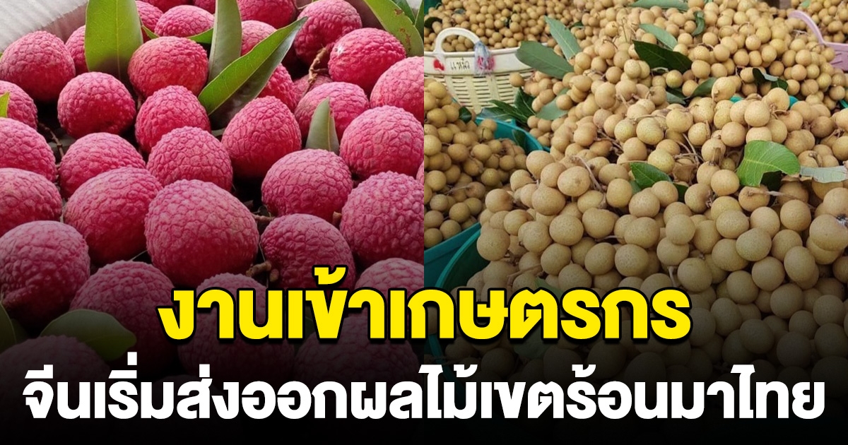 งานเข้าเกษตรกร จีนเริ่มส่งออกผลไม้เขตร้อน บุกตลาดไทย