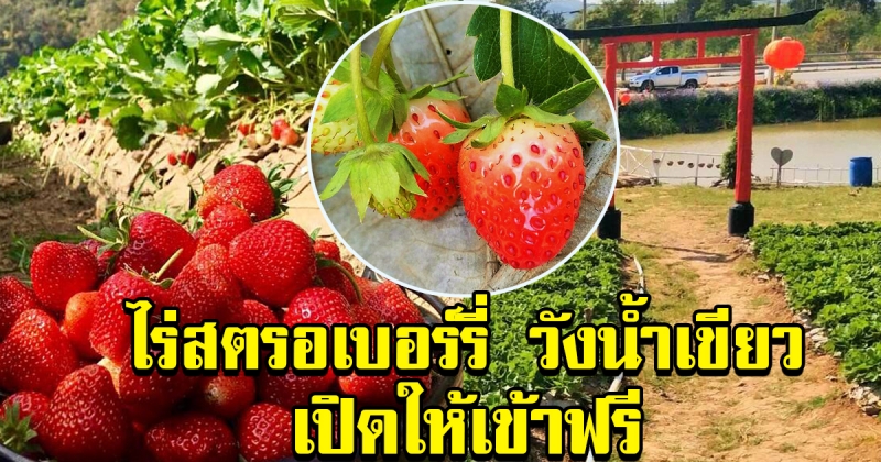 สัมผัสลมหนาว ไร่สตรอเบอร์รี่ วังน้ำเขียว เข้าฟรีไม่มีการเก็บค่าเข้า