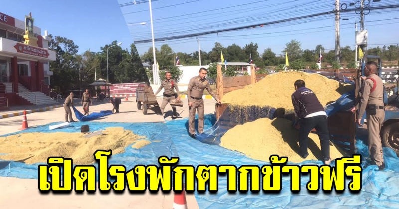 เข้าใจชาวนา ตำรวจเปิดพื้นที่ ให้ชาวนาตากข้าวฟรีหน้าโรงพัก ไม่มีหายแน่นอน