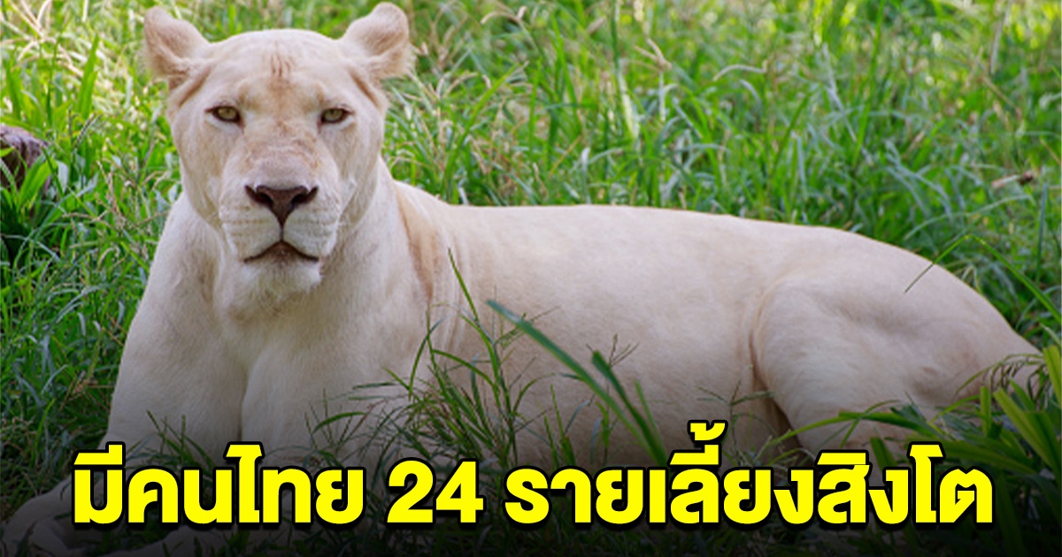 หลายคนไม่เคยรู้ มีคนไทย 24 ราย ครอบครองสิงโต 153 ตัว