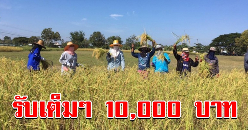 สิ้นสุดการรอคอย รัฐบาลเคาะจ่ายค่าเก็บเกี่ยวข้าว สูงสุดครอบครัวละ 10000