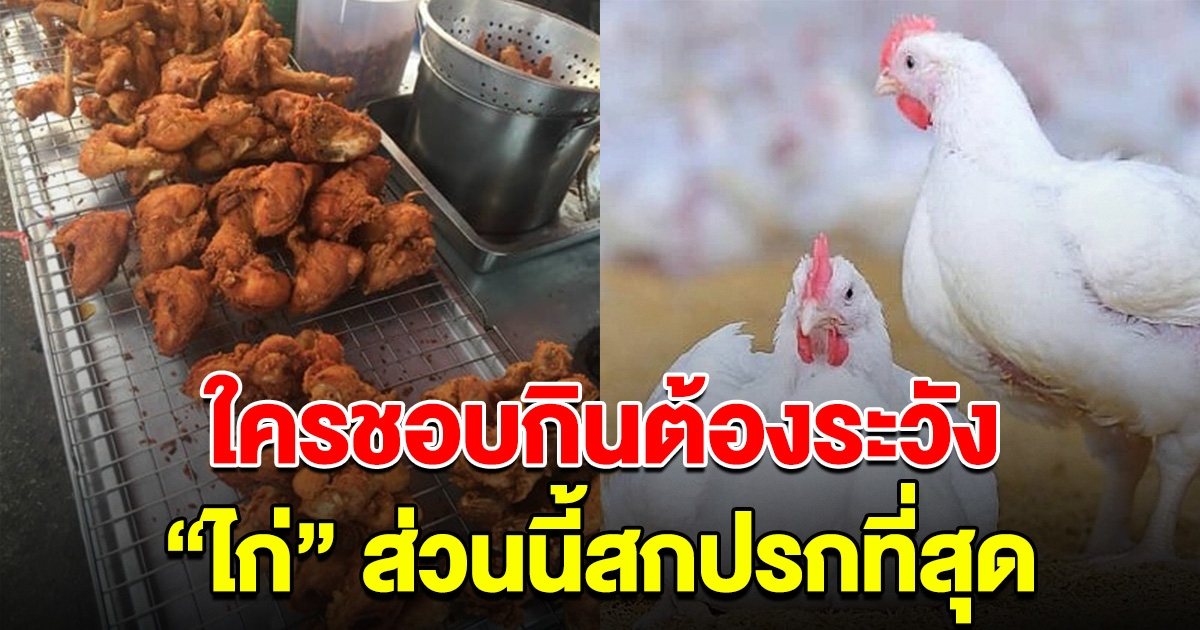 หลายคนไม่เคยรู้ ไก่ ส่วนนี้สกปรกที่สุด ใครชอบกินระวังให้ดี