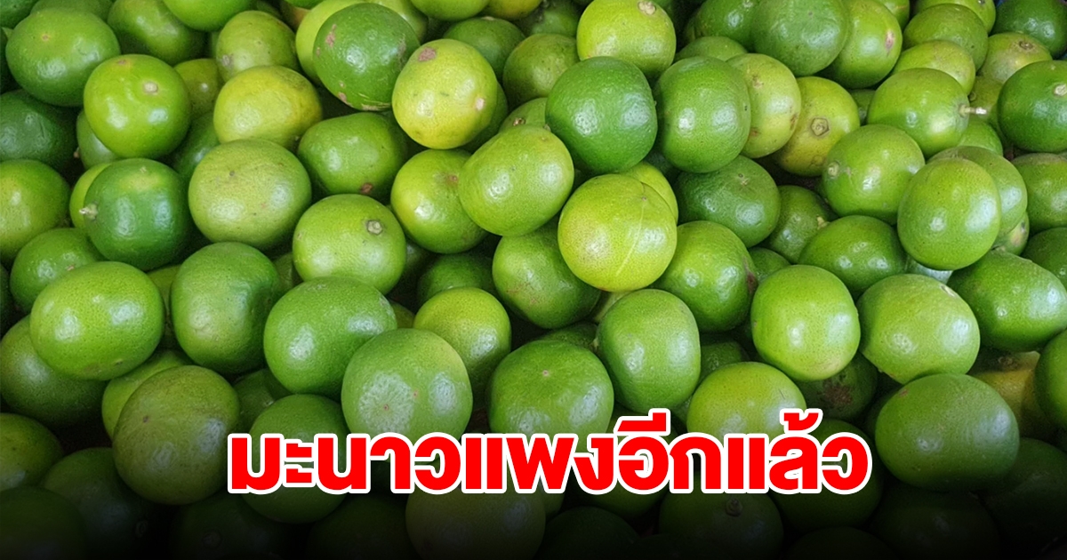 หน้าร้อนมะนาวแพง ราคาทะยานพุ่งไม่หยุด คาดจะขึ้นอีก