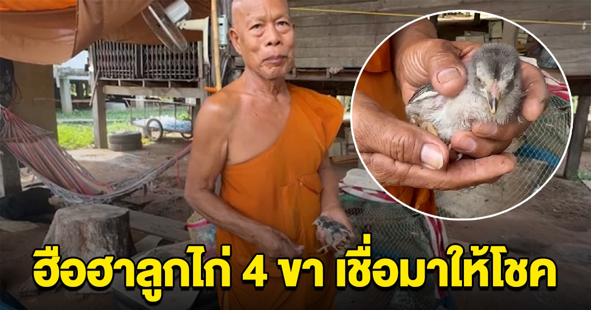 ชาวบ้านฮือฮา ลูกไก่ 4 ขา แห่ส่องเลข เชื่อเกิดมาให้โชค