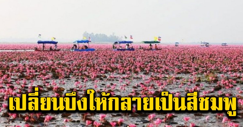 ทะเลบัวแดง บานสะพรั่งเปลี่ยนบึงหนองหานให้กลายเป็นสีชมพู