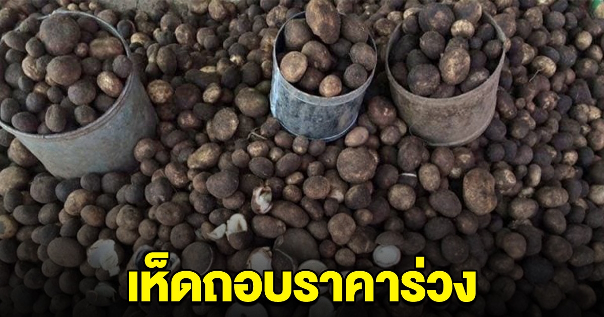 เห็ดถอบราคาร่วง หลังล้นตลาด จับตาเห็ดเพื่อนบ้าน ทะลักเข้าไทย