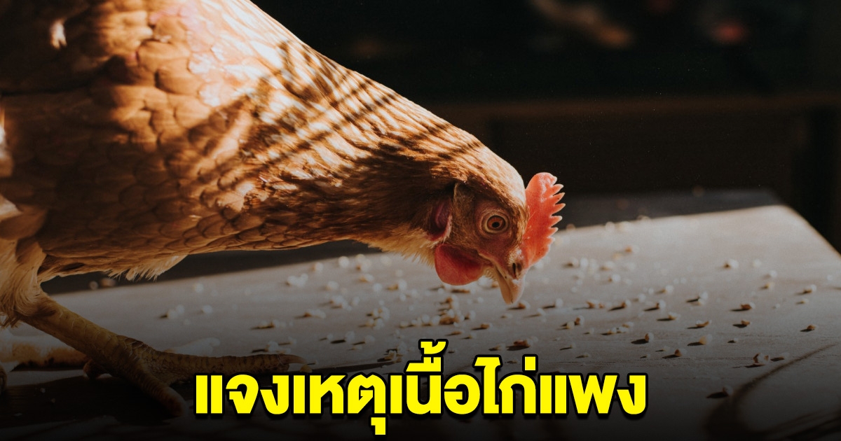 พาณิชย์ลุยตรวจ แจงเหตุเนื้อไก่แพง ยัน จะไม่มีการปรับขึ้นราคาอีก