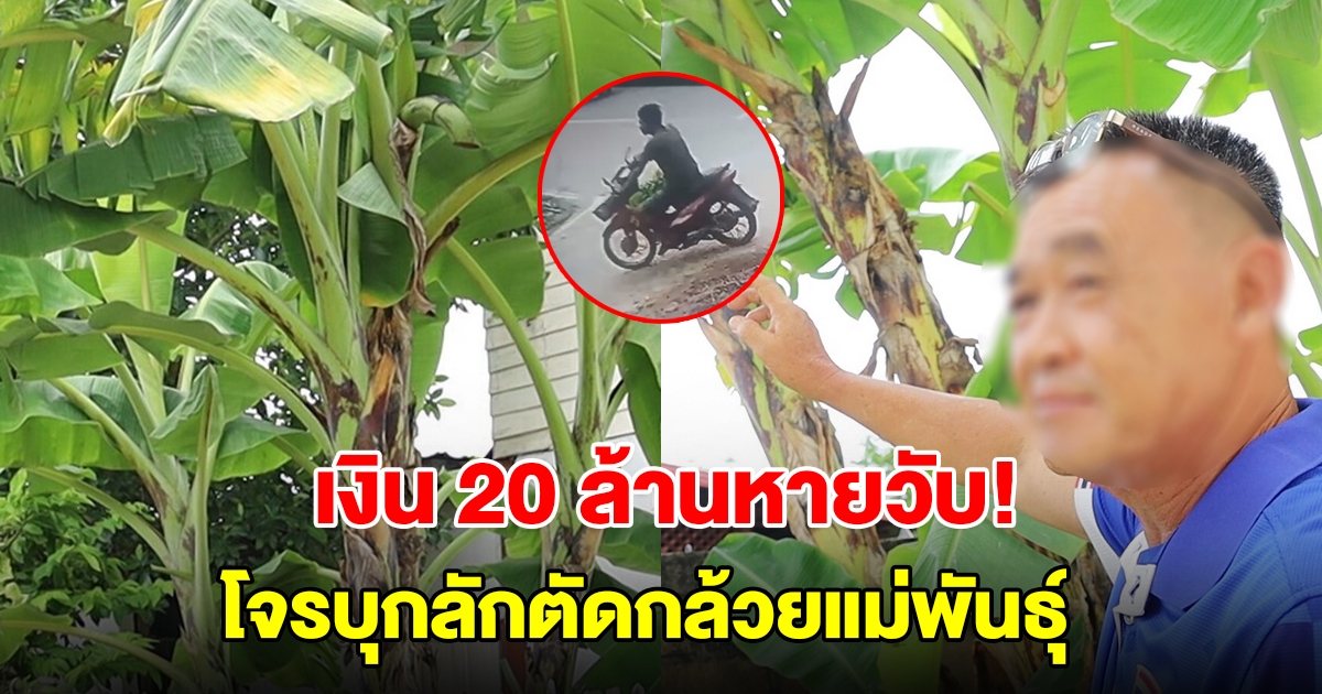 อดีตโค้ชทีมชาติ เข่าแทบทรุด โจรบุกลักตัดกล้วยแม่พันธุ์ มูลค่า 20 ล้าน