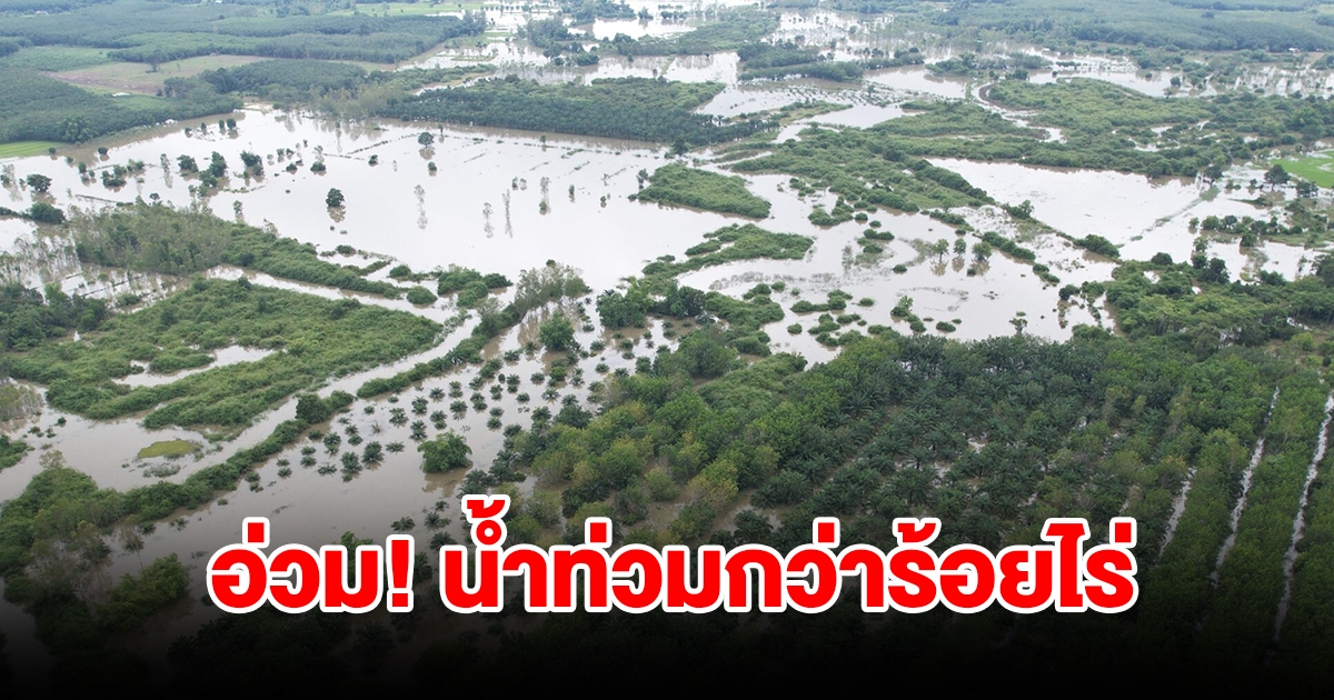 บึงกาฬฝนตกหนัก! น้ำโขงสูงขึ้น น้ำเอ่อท่วมพื้นที่การเกษตรนับร้อยไร่