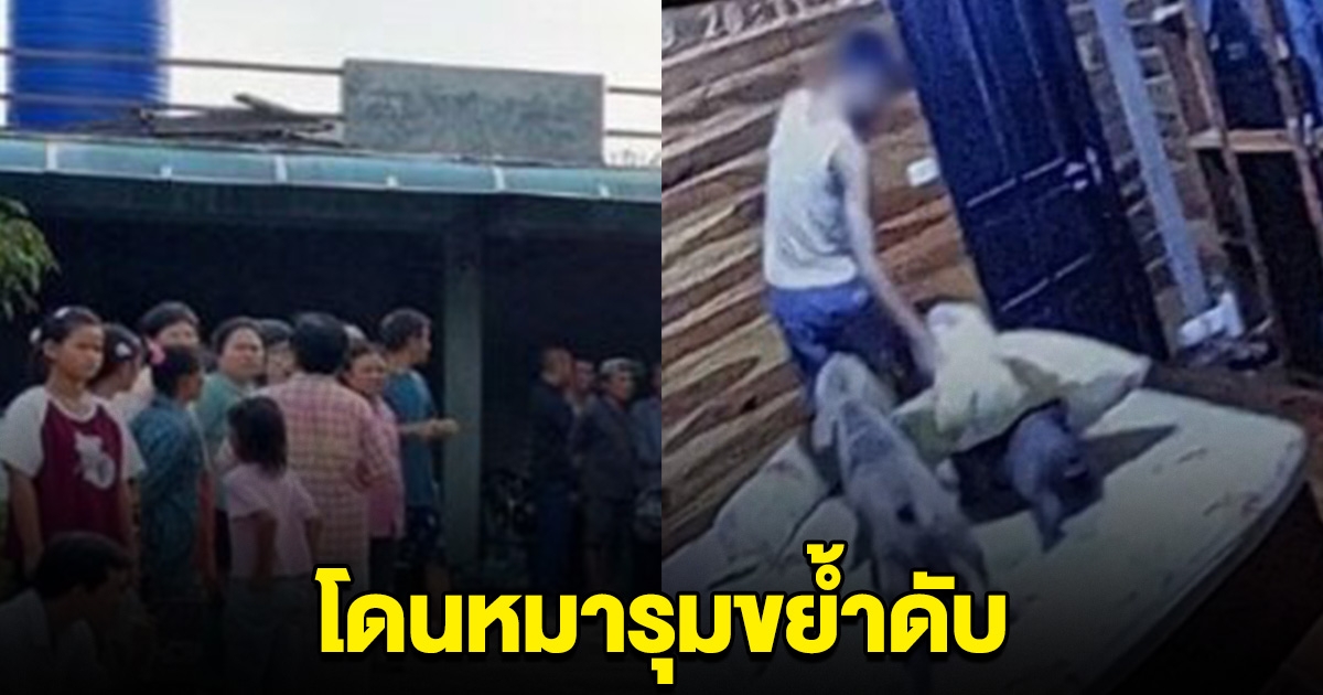 หนุ่มลพบุรี โดนสุนัขพันธุ์อเมริกัน บูลลี่ 3 ตัว รุมขย้ำดับ