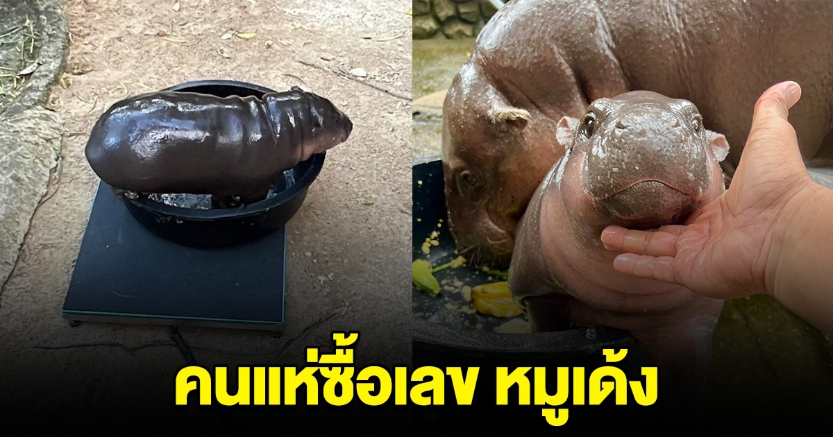 มาแรง! เลขวันเกิดหมูเด้ง อายุครบ 3 เดือน