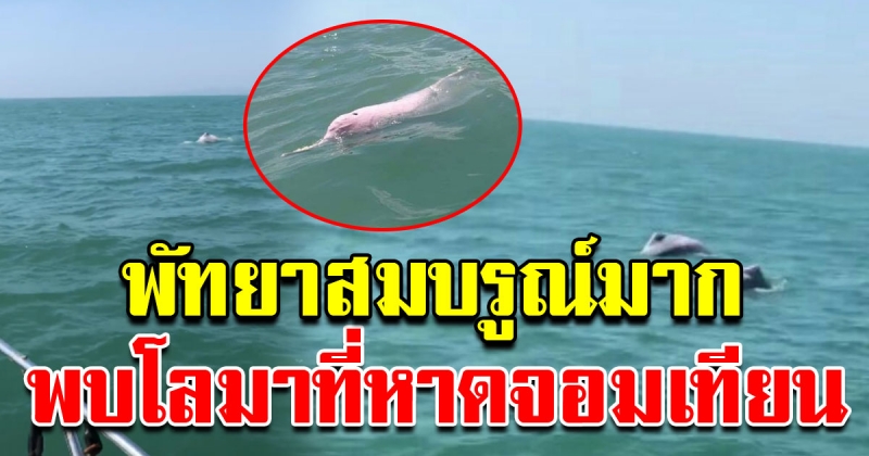 พัทยายังสมบรูณ์ พบโลมา สีชมพู โผล่เล่นน้ำริมหาดจอมเทียน