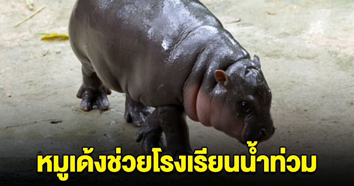 หมูเด้ง มอบ 5 แสน ช่วยเหลือ 10 โรงเรียนประสบอุทกภัยที่เชียงใหม่