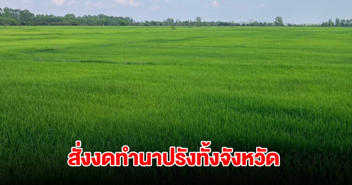 ส่อวิกฤตหนัก สั่งงดทำนาปรังทั้งจังหวัด