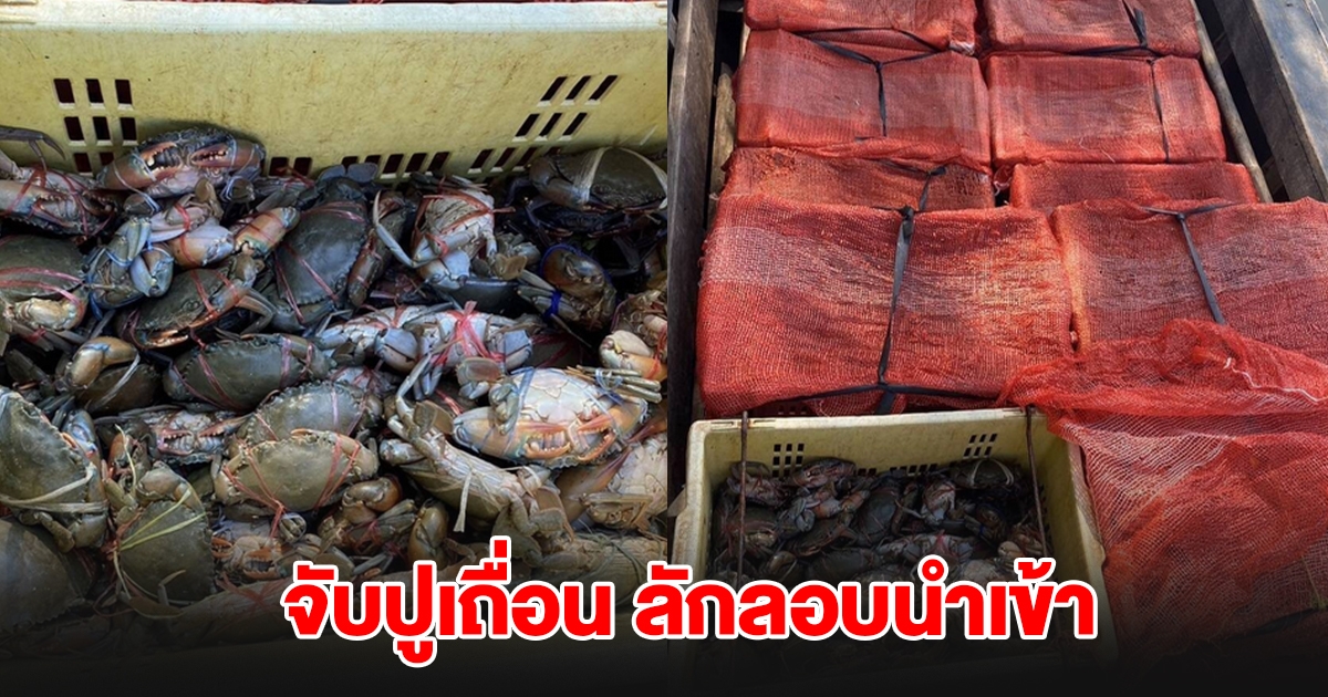 จับกุม 2 ผู้ต้องหา ลักลอบนำเข้า ปูดำเถื่อน กว่า 400 กิโลกรัม