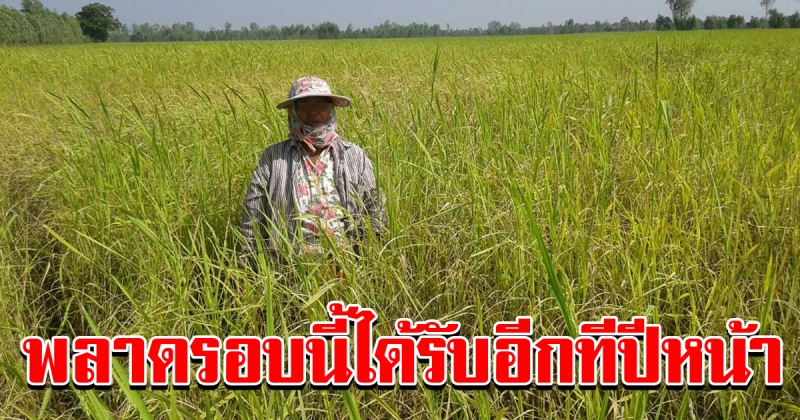 เงินค่าเกี่ยวข้าว 10000 พลาดรอบนี้ได้รับอีกทีปีหน้า