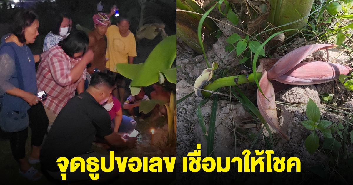 ฮือฮาชาวบ้าน พบปลีกล้วยโผล่จากดิน จุดธูปได้เลข