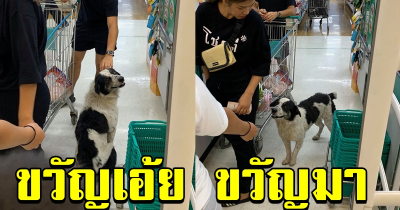 ผู้คนกำลังเดินซื้อของ อยู่ๆสุนัขวิ่งเข้ามา