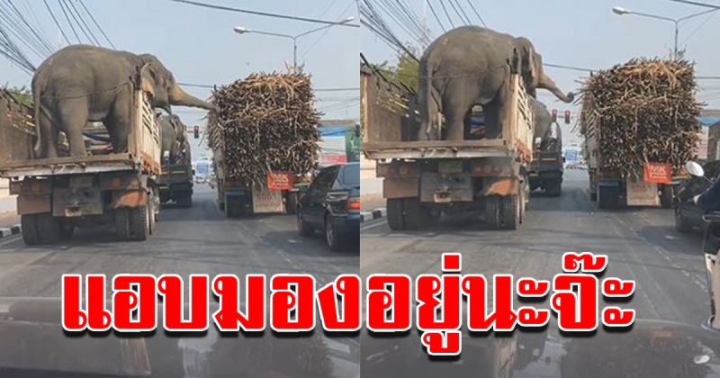 ขาใหญ่รีดไถกลางไฟแดง หลักฐานชัดเจน