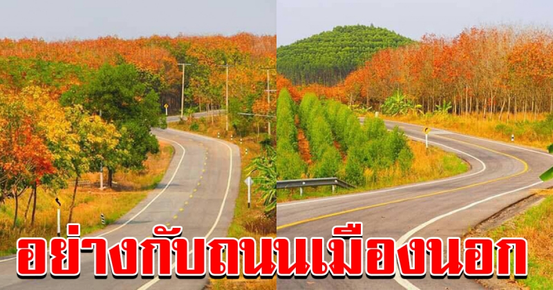 เส้นทางใบไม้เปลี่ยนสี จังหวัดชลบุรี  ทางหลวงชนบท 5054