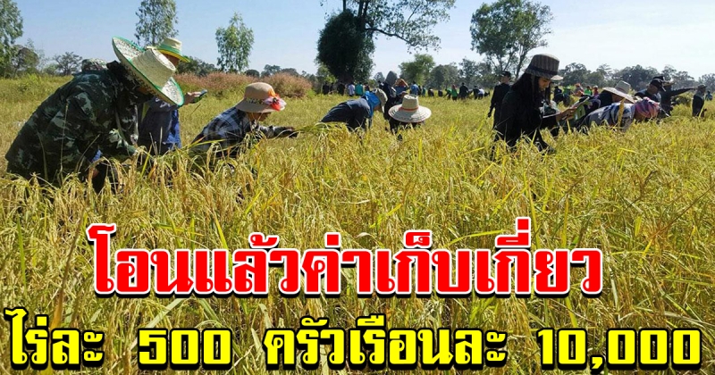 โอนเงินค่าเก็บเกี่ยวไร่ละ 500 ไม่เกิน 20 ไร่ครัวเรือนละ 10000