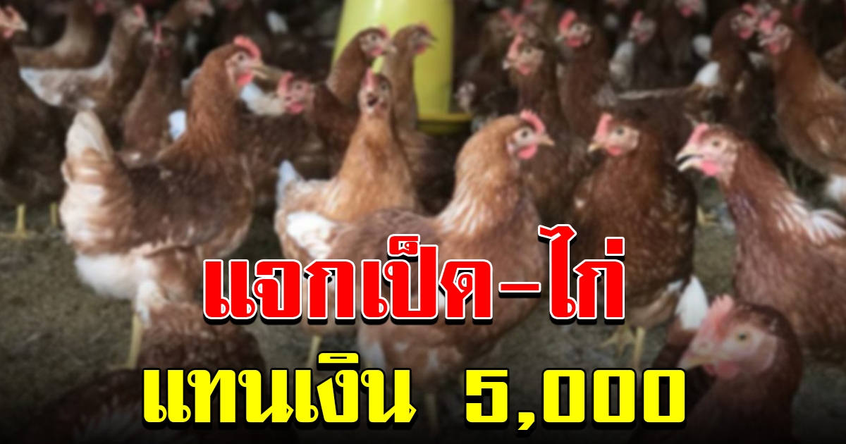 พท แฉ หน่วยงานรัฐ บังคับชาวบ้าน รับเป็ด ไก่ แทนเงิน 5 พัน