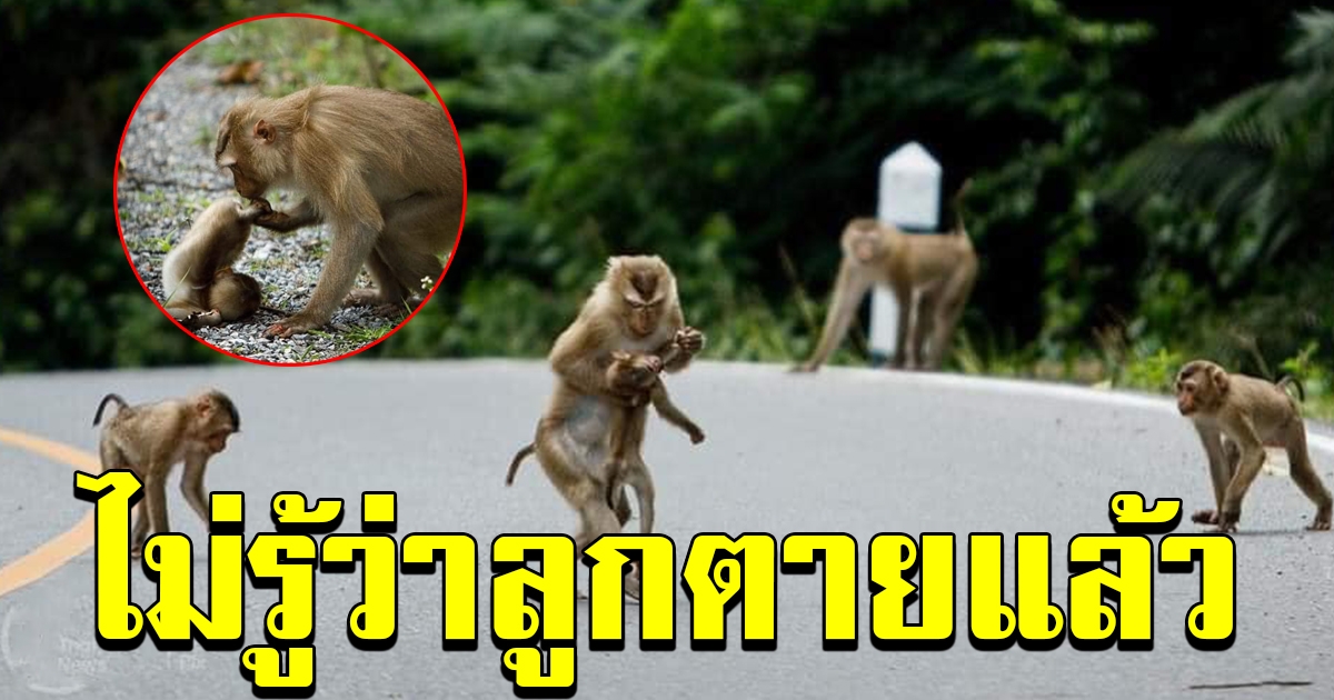 วินาทีบีบหัวใจ ลิงกังถูกรถยนต์ชน หลังเปิดให้ท่องเที่ยวอุทยานเป็นวันแรก